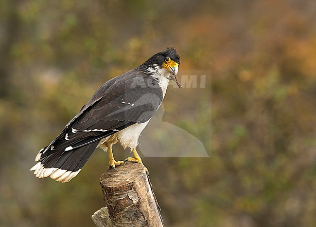 White-throated Caracara (Daptrius albogularis)  perched on a trunk with food in its bill, Patagonia, Chile, South-America. stock-image by Agami/Steve Sánchez,