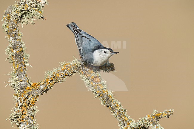 Adult male
Santa Barbara Co., CA
November 2022 stock-image by Agami/Brian E Small,