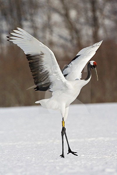 Red-crowned Crane display; Chinese Kraanvogel baltsend stock-image by Agami/Marc Guyt,