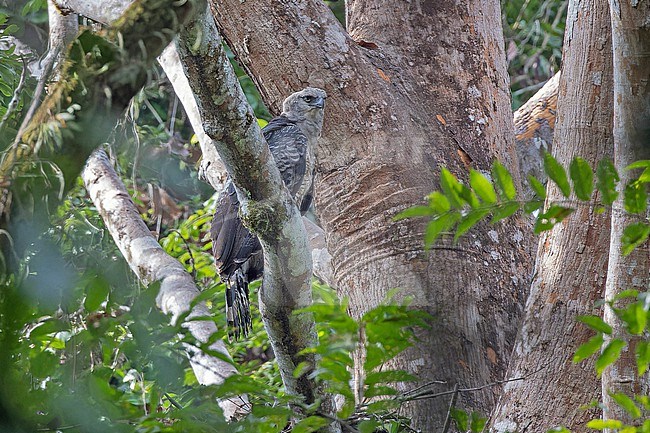 Crested Eagle (Morphnus guianensis) at its nest in Panama. stock-image by Agami/Pete Morris,