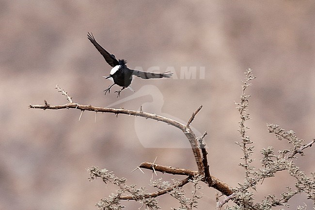 White-crowned Wheatear (Oenanthe leucopyga) landing on acacia tree in a desert canyon near Eilat, Israel. stock-image by Agami/Marc Guyt,