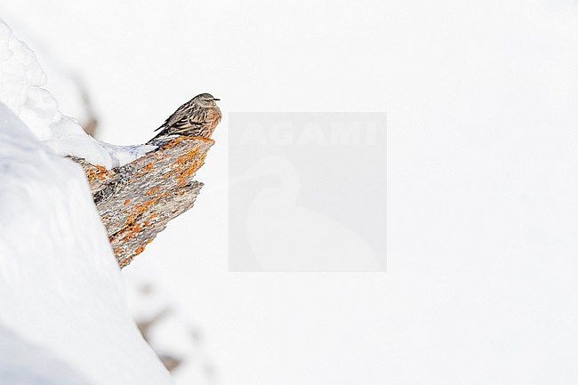 Alpine Accentor (Prunella collaris) sitting in a snow coverd moutain landscape in the swiss alps. stock-image by Agami/Marcel Burkhardt,