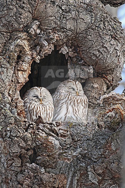 Ural Owl (Strix uralensis japonica) near Kushiro, Hokkaido, Japan. Pair sleeping in tree at their daytime roost. stock-image by Agami/Pete Morris,