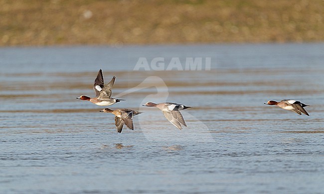 Flock, group Eurasian Wigeon (Mareca penelope) flying, migrating low over water of river Maas in sideview stock-image by Agami/Ran Schols,