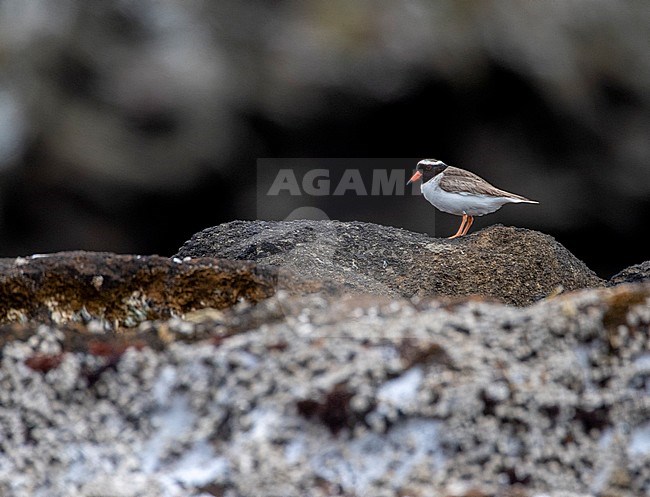 Endangered Shore Plover (Thinornis novaeseelandiae), also known by its Maori name of Tuturuatu, on the Chathams Islands, New Zealand. Adult perched on a rock along the shore. stock-image by Agami/Marc Guyt,