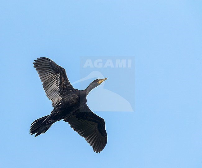 Little Pied Cormorant, Microcarbo melanoleucos, in New Zealand. Flying overhead. stock-image by Agami/Marc Guyt,