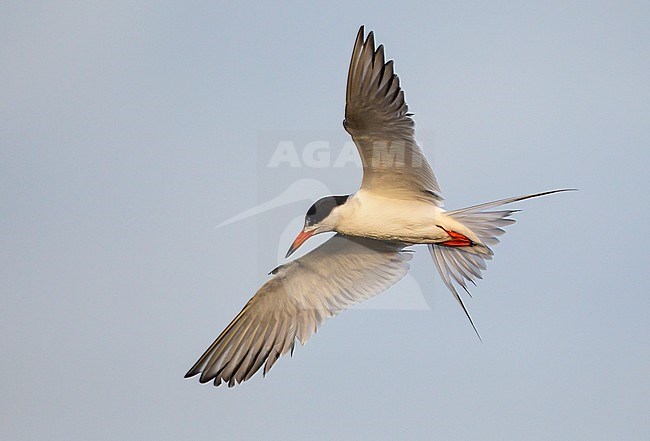 Adult breeding
Galveston Co., TX
April 2011 stock-image by Agami/Brian E Small,