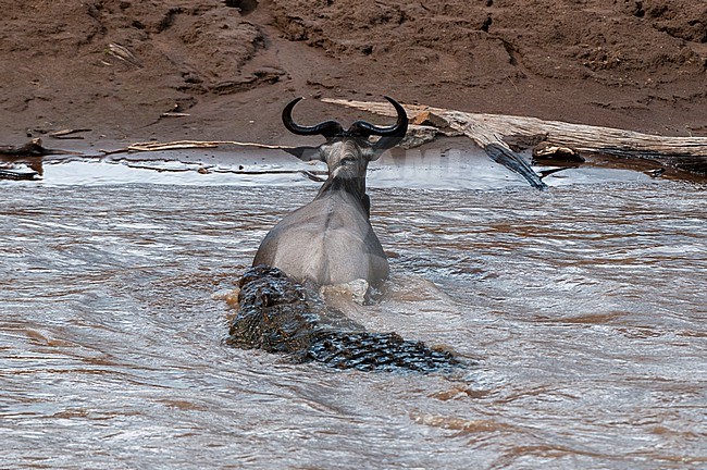 A Nile crocodile, Crocodilus niloticus, attacking a wildebeest, Connochaetes taurinus, crossing the Mara River. Mara River, Masai Mara National Reserve, Kenya. stock-image by Agami/Sergio Pitamitz,