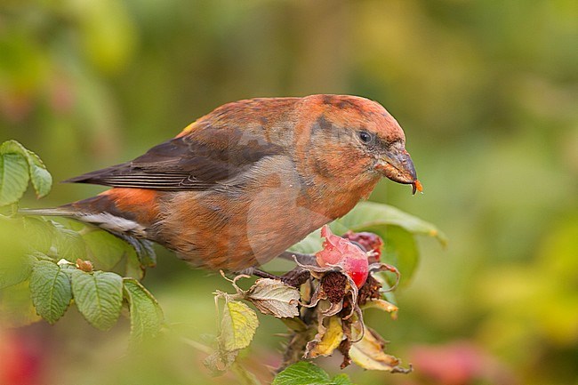 Common Crossbill - Fichtenkreuzschnabel - Loxia curvirostra ssp. curvirostra, Germany, adult male, Type C 'Glip Crossbill' stock-image by Agami/Ralph Martin,