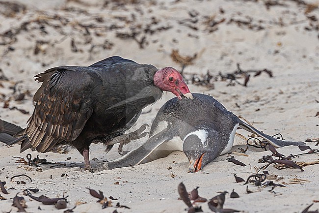 Turkey Vulture (Cathartes aura falklandicus) eating from a dead Gentoo Penguin (Pygoscelis papua papua) lying on the beach on the Falkland islands. stock-image by Agami/Pete Morris,