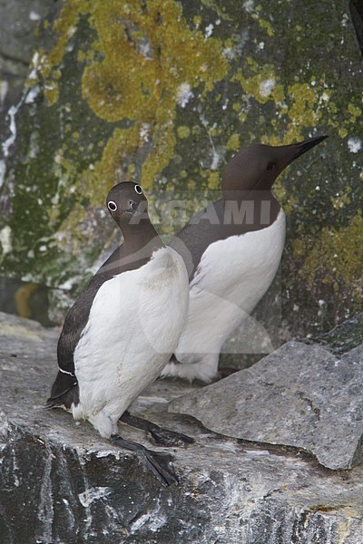 Common Murre (Uria aalge) perched on a cliff off Newfoundland, Canada. stock-image by Agami/Glenn Bartley,