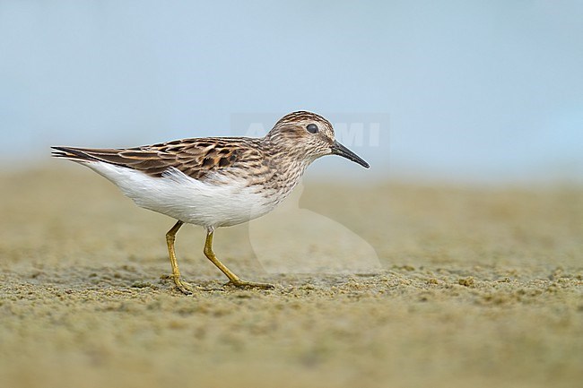 Adult breeding
Galveston Co., TX
May 2023 stock-image by Agami/Brian E Small,