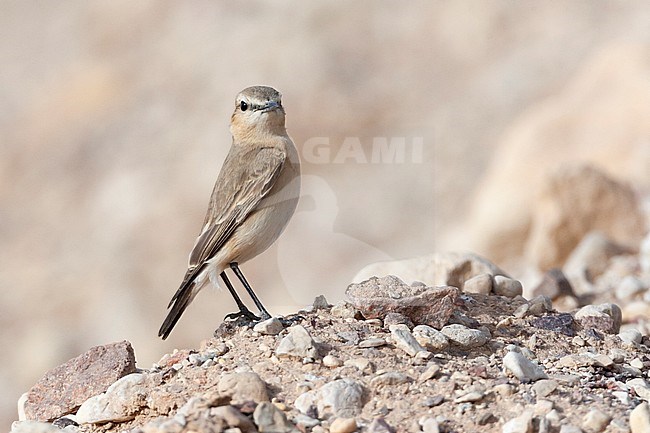 Isabelline Wheatear (Oenanthe isabelline) during spring migration in Israel. stock-image by Agami/Marc Guyt,