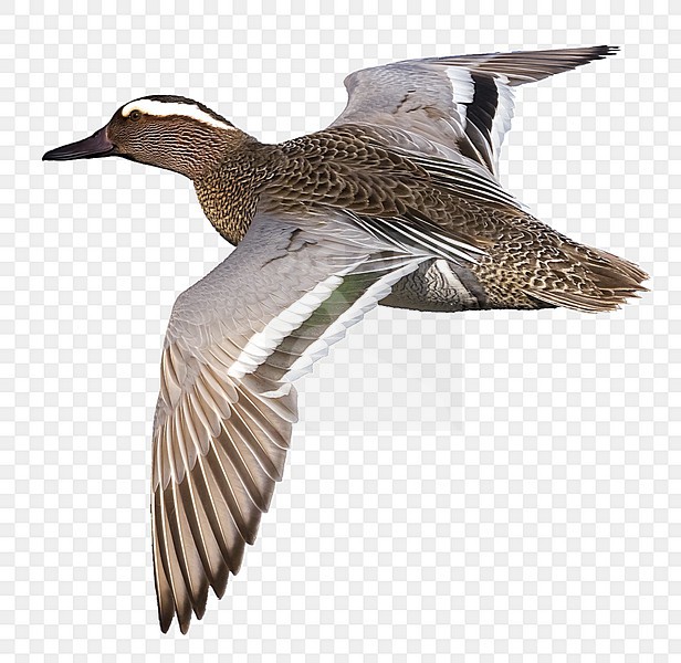Adult male Garganey (Anas querquedula) during spring migration on a lake in Italy. stock-image by Agami/Daniele Occhiato,