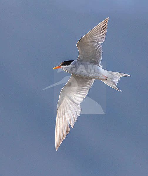 Black-fronted Tern (Chlidonias albostriatus) also known as Tarapiroe in Glentanner Park, South Island, New Zealand stock-image by Agami/Marc Guyt,
