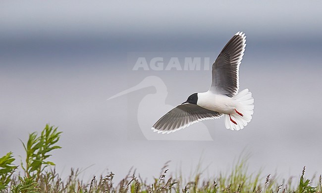 Adult Little Gull (Hydrocoloeus minutus) at Vaala in Finland during late spring or early summer. stock-image by Agami/Markus Varesvuo,