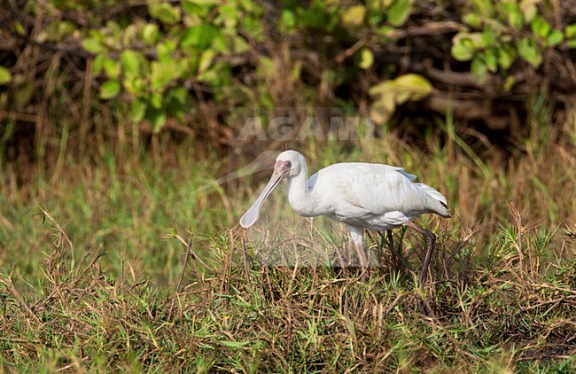 Afrikaanse Lepelaar, African Spoonbill, Platalea alba stock-image by Agami/Marc Guyt,