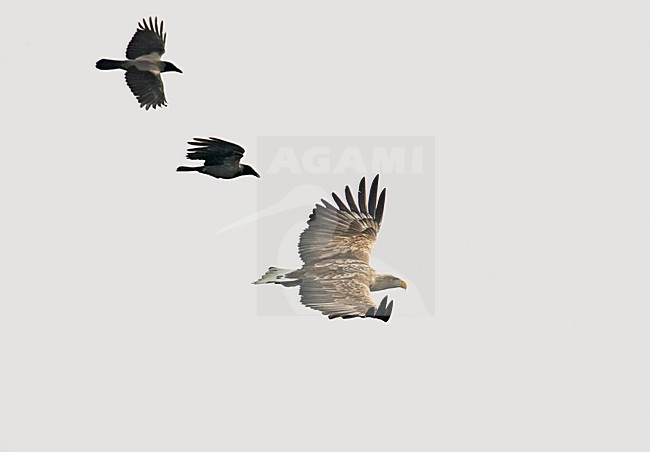 Volwassen Zeearend in de vlucht; Adult White-tailed Eagle in flight stock-image by Agami/Markus Varesvuo,