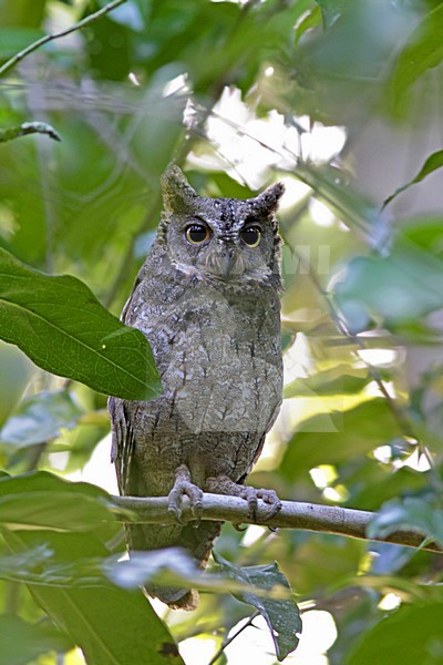 Mantananidwergooruil, Mantanani Scops-Owl, Otus mantananensis stock-image by Agami/Pete Morris,