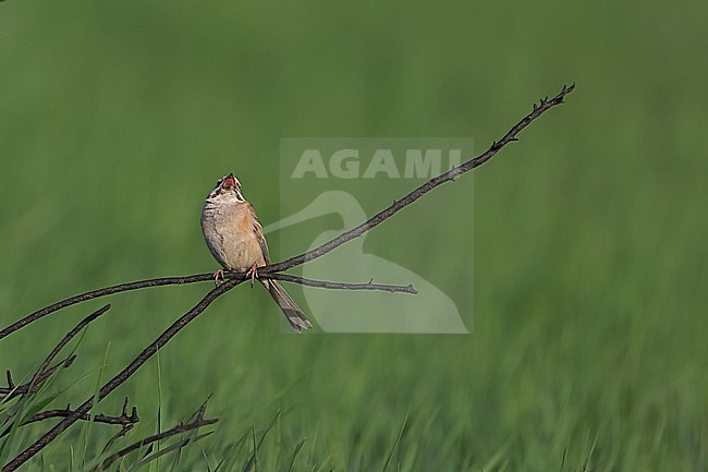 An adult singing male Rufous-backed Bunting or Jankowski's Bunting (Emberiza jankowskii) percing of a freshly burned branch of a bush in South Eastern Mongolia close to Chinese border in Dornod Aimag stock-image by Agami/Mathias Putze,