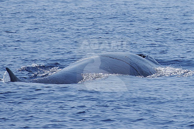Fin Whale (Balaenoptera physalus) taken the 21/08/2022 at Toulon - Franc.e. stock-image by Agami/Nicolas Bastide,