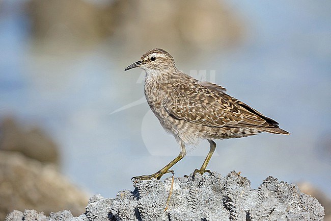 Tuamotu Sandpiper (Prosobonia parvirostris), an endemic wader native to the Tuamotu Islands in French Polynesia. stock-image by Agami/Pete Morris,