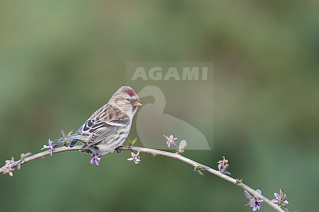 Common Redpoll - Taiga-BIrkenzeisig - Carduelis flammea flammea, Germany stock-image by Agami/Ralph Martin,