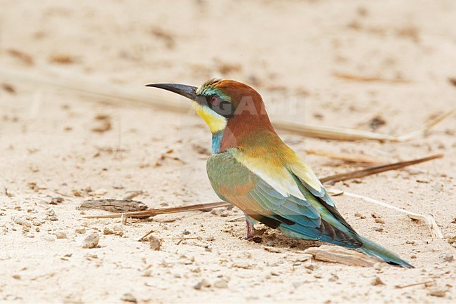 Bijeneter in zit; European Bee-eater perched stock-image by Agami/Markus Varesvuo,