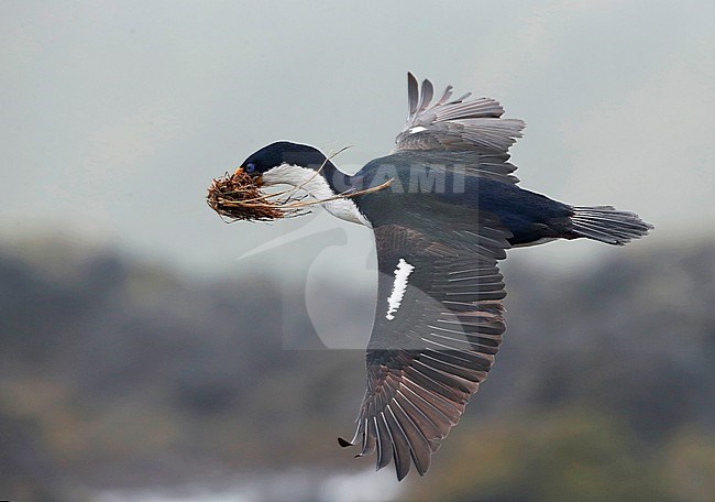 Macquarie Shag (Leucocarbo purpurascens) on Macquarie island, Australia. Adult in flight, carrying nest material. stock-image by Agami/Marc Guyt,