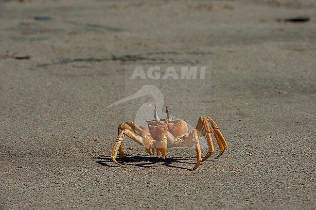 A ghost crabs walks in the sand on the Skeleton Coast. Skeleton Coast, Kunene, Namibia. stock-image by Agami/Sergio Pitamitz,
