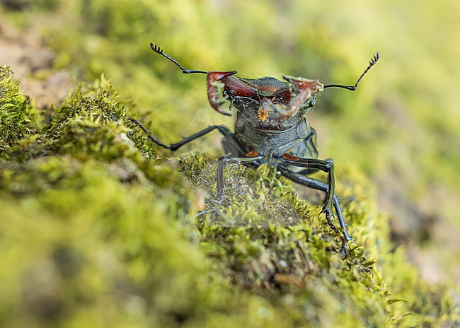 Stag beetle (Lucanus cervus) on a tree with moss stock-image by Agami/Lennart Verheuvel,
