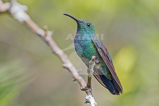 Green Mango (Anthracothorax viridis) perched in Puerto Rico. stock-image by Agami/Pete Morris,