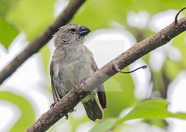 Large tree finch (Camarhynchus psittacula) on the Galapagos Islands, part of the Republic of Ecuador. stock-image by Agami/Pete Morris,