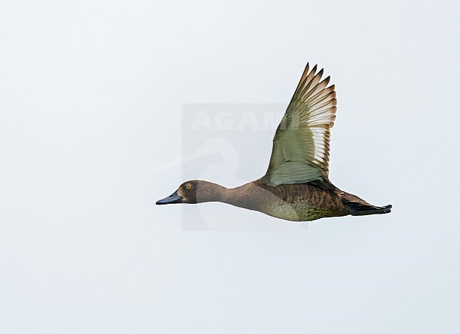 Tufted Duck (Aythya fuligula) flying, migrating in sideview stock-image by Agami/Ran Schols,