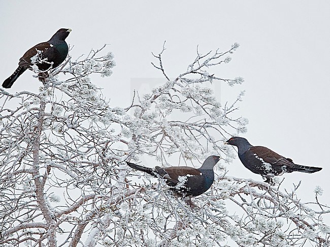 Capercaillie male (Tetrao Urogallus) Salla Finland February 2018 stock-image by Agami/Markus Varesvuo,