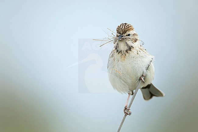 Pallas's Bunting - Pallasammer - Emberiza pallasi ssp. pallasi, adult female stock-image by Agami/Ralph Martin,