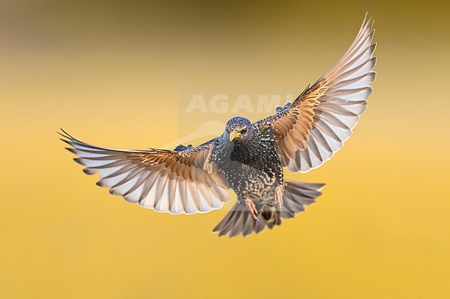 Common Starling, Sturnus vulgaris, in Italy. stock-image by Agami/Daniele Occhiato,