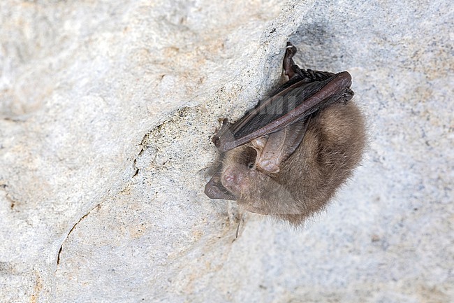 Brown long-eared Bat aka Common long-eared Bat (Plecotus auritus) sitting in an old underground quarry, Wansin, Brabant, Belgium. stock-image by Agami/Vincent Legrand,