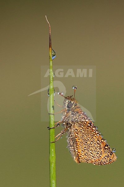 Geelsprietdikkopje, Small Skipper,Thymelicus sylvestrisi stock-image by Agami/Theo Douma,