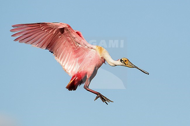 Adult breeding
Galveston Co., TX
April 2012 stock-image by Agami/Brian E Small,