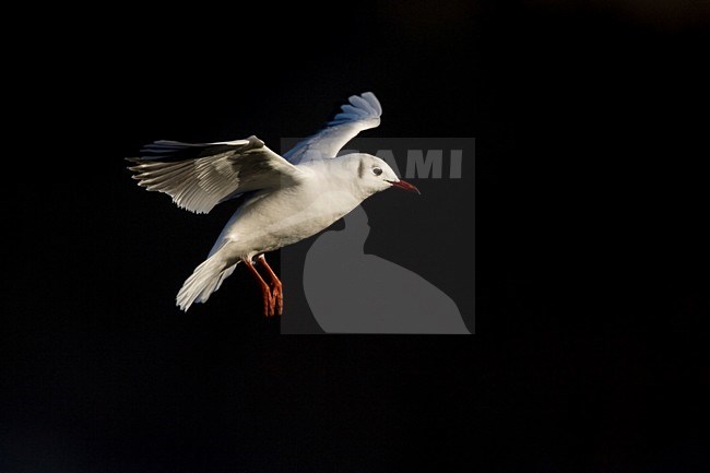 Kokmeeuw tegen donkere achtergrond; Black-headed Gull with black background stock-image by Agami/Arie Ouwerkerk,