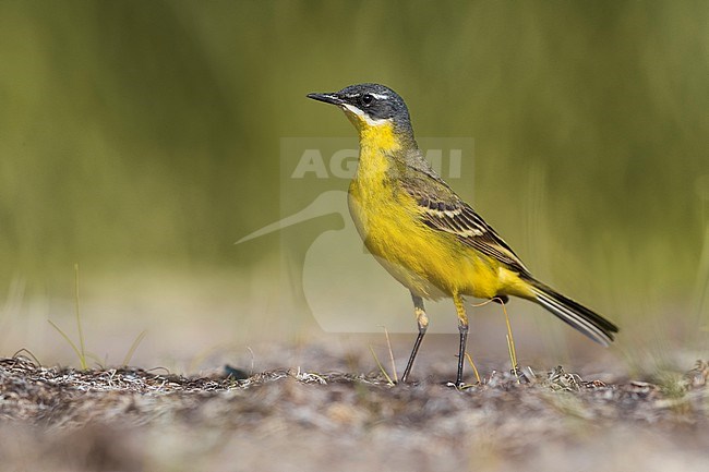 Male Ashy-headed Wagtail (Motacilla flava cinereocapilla) in Italy. Also known as White-throated Wagtail. stock-image by Agami/Daniele Occhiato,