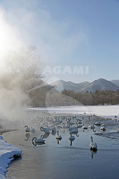 Wintering Whooper Swans (Cygnus cygnus) on Hokkaido, Japan stock-image by Agami/Pete Morris,