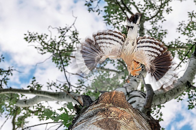 Eurasian Hoopoe (Upupa epops) flying towards its nest in a tree in Italy. Seen from below. stock-image by Agami/Alain Ghignone,