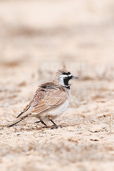 Adult Temminck's Lark (Eremophila bilopha) in the southern negev, Israel, stock-image by Agami/Marc Guyt,