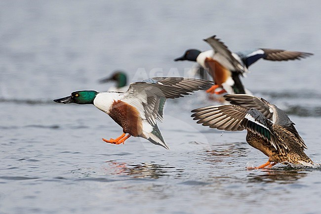 Northern Shoveler - Löffelente - Spatula clypeata, Germany, adult male with female stock-image by Agami/Ralph Martin,