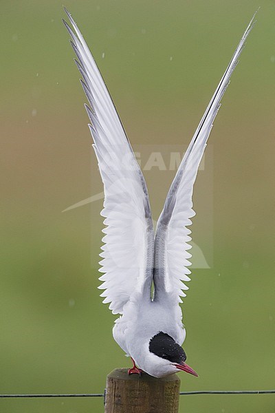 Arctic Tern (Sterna paradisaea), adult stretching stock-image by Agami/Saverio Gatto,