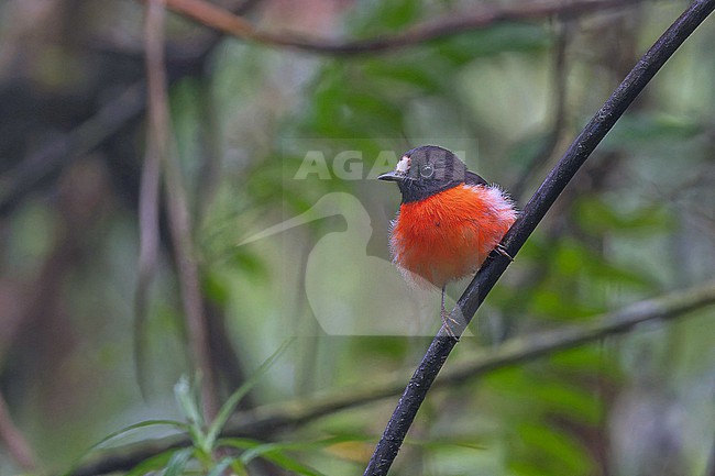Male Solomons Robin (Petroica polymorpha) in the Solomon Islands. stock-image by Agami/Pete Morris,