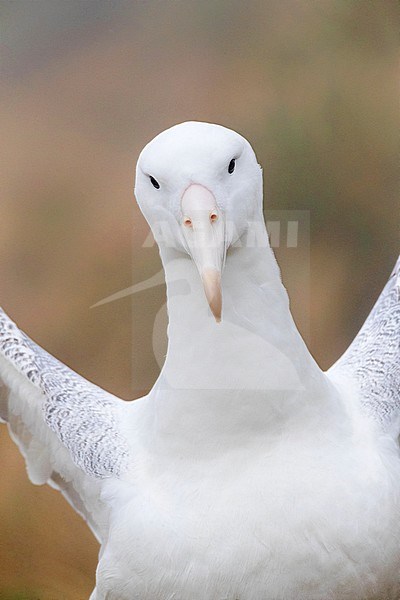 Portrait of an adult Southern Royal Albatross (Diomedea epomophora) on breeding ground on upper parts of Campbell Islands, New Zealand. stock-image by Agami/Marc Guyt,