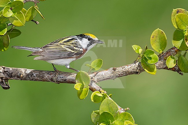 Adult male Chestnut-sided Warbler (Setophaga pensylvanica) during spring migration at Galveston County, Texas, USA. stock-image by Agami/Brian E Small,